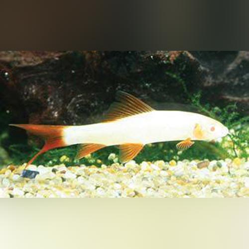 albino rainbow shark