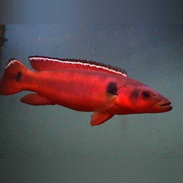 Red Atabapo Pike Cichlid Male — AquariumFishSale.com