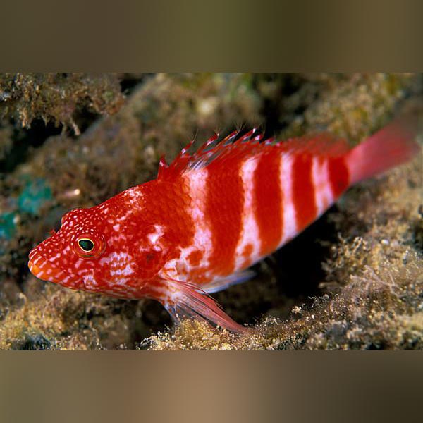 Red Banded Hawkfish