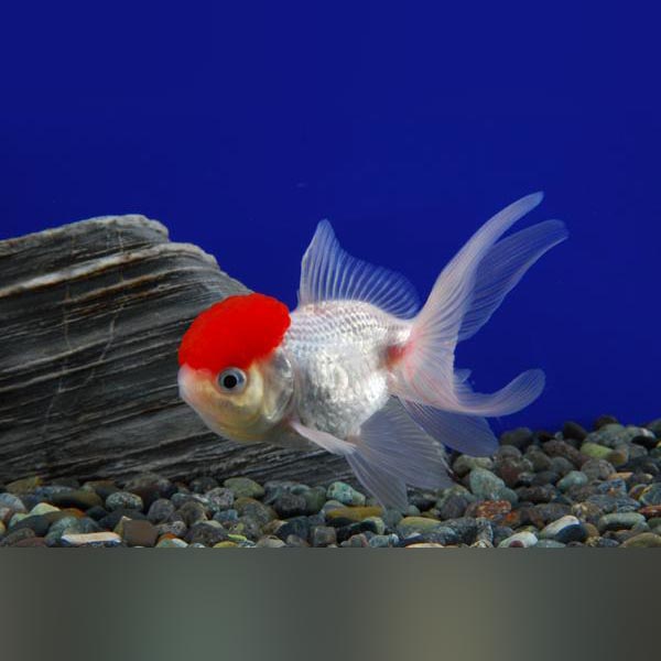 red black oranda goldfish