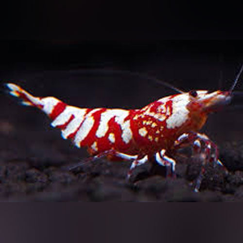 Grade Red Shrimp for sale — AquariumFishSale.com