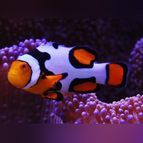 Clownfish Aquariumfishsale Com