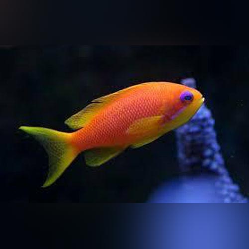 anthias fish care