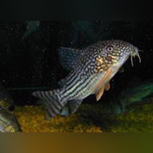 Benefits of Sterbai Cory for Sale