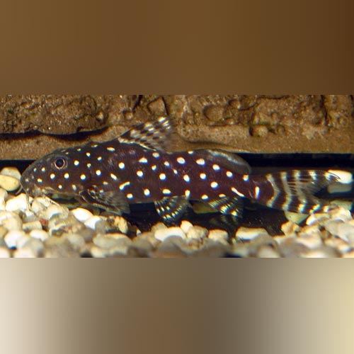 Synodontis Angelicus Catfish