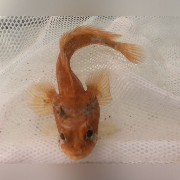 freshwater toadfish for sale