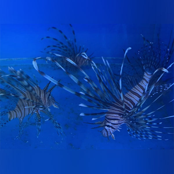 Volitan Lionfish - Black — AquariumFishSale.com