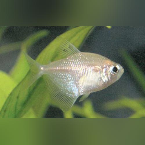 white skirt tetra