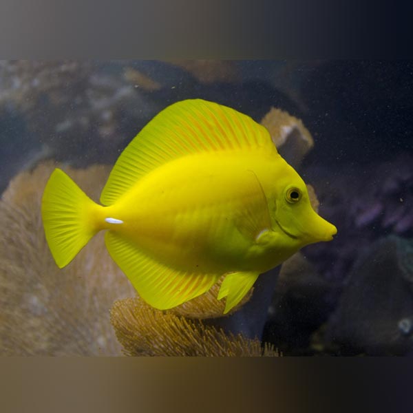 Yellow Tang — AquariumFishSale.com