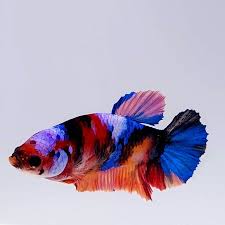 german blue ram for sale near me