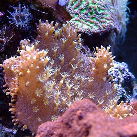 devils finger coral