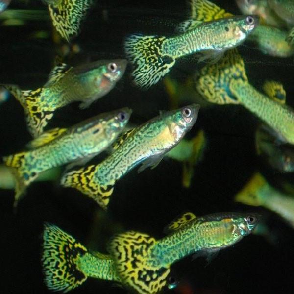  Green Cobra Guppy  Pair AquariumFishSale com Live 