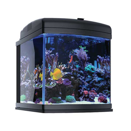 places to buy tropical fish near me