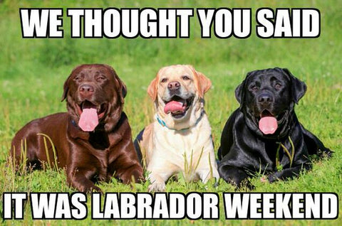 labour day dog memes