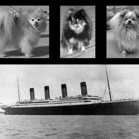 dogs that survived the titanic 