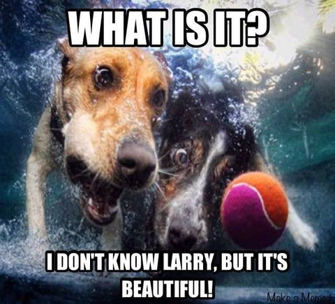 funny dog memes