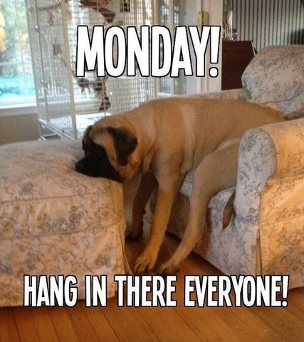 funny dog meme sad about Monday 