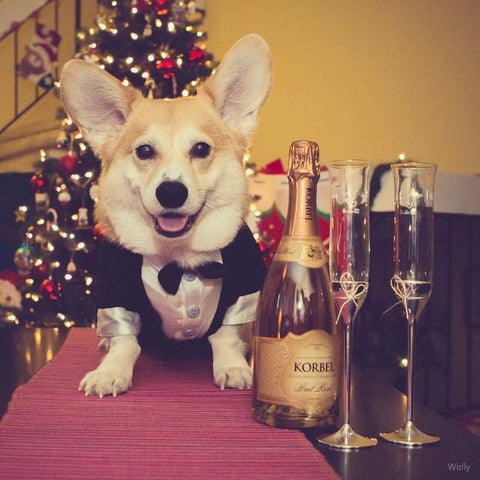 dog getting ready for a holiday party 