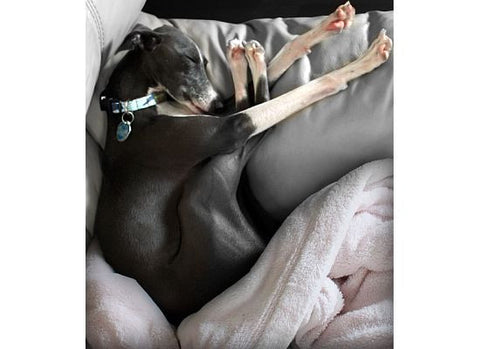 Italian greyhound sleeping 