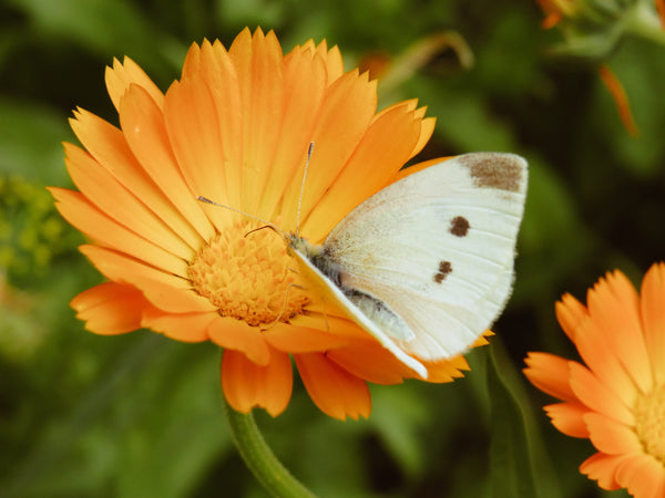 Benefits of Calendula Oil - Island Apothecary