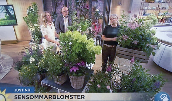 TV4Nyhetsmorgon_2016