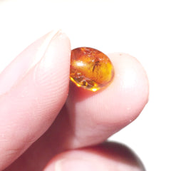 Baltic Amber