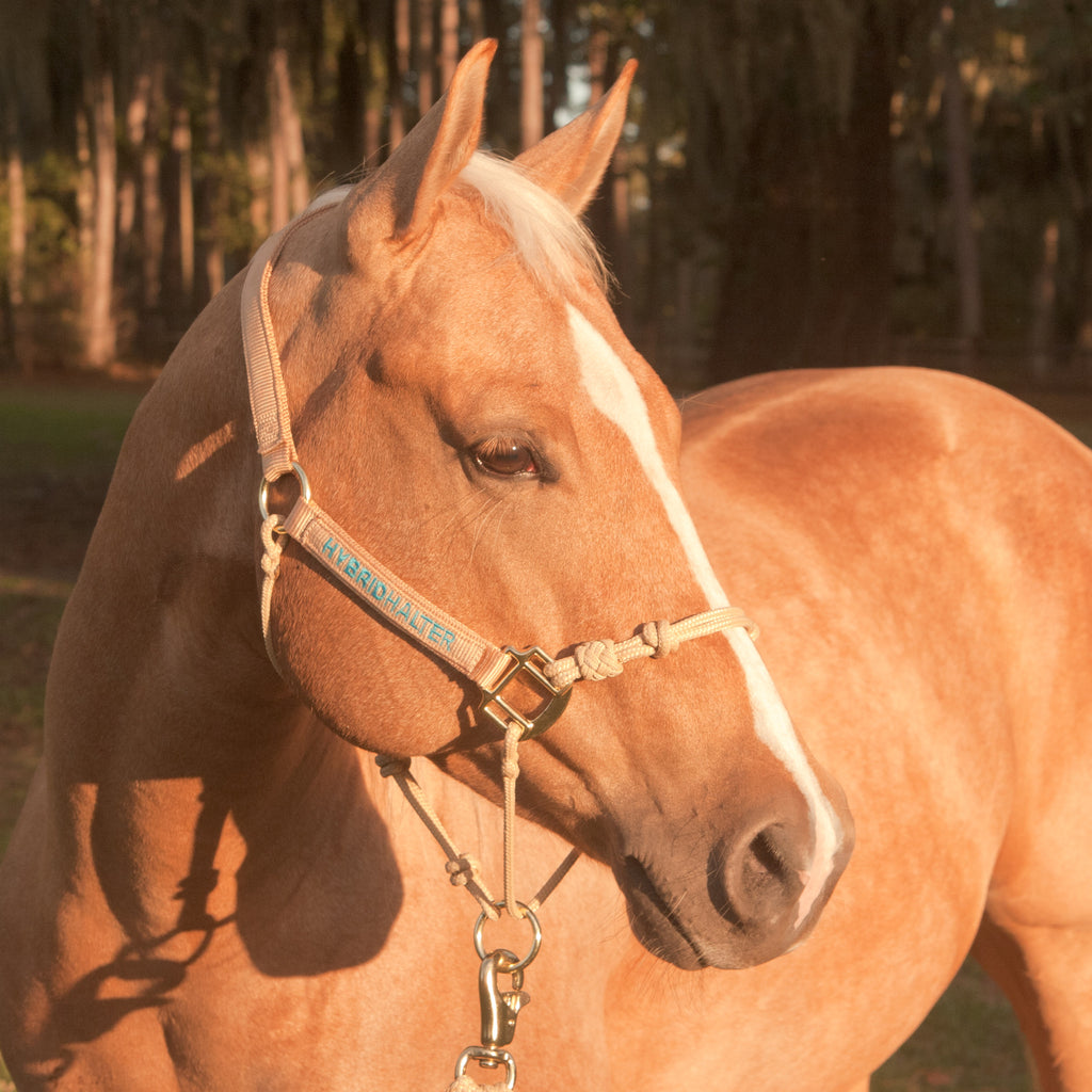 1inch Triple Stitched Halter - Horse