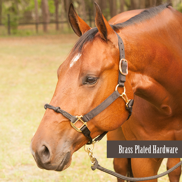 breakaway foal halter