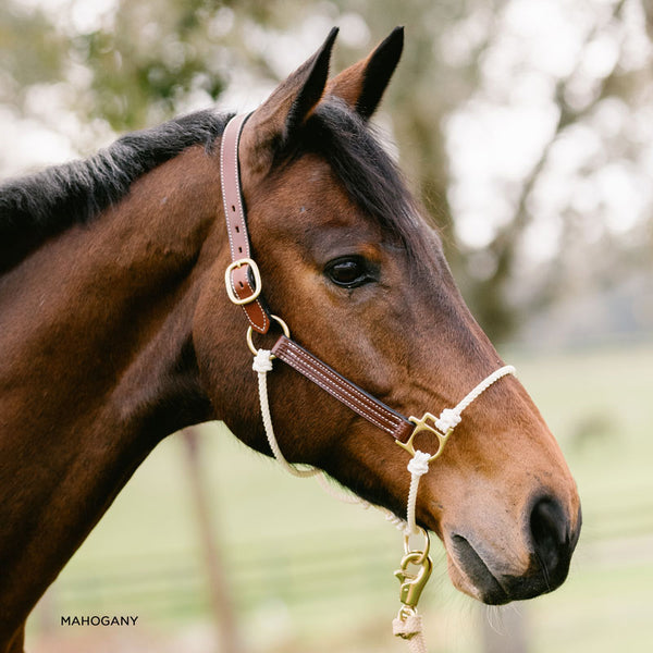 Leather Lariat Hybrid Halter – The Horse Education Company