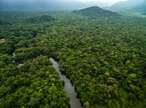 AMAZON RAINFOREST