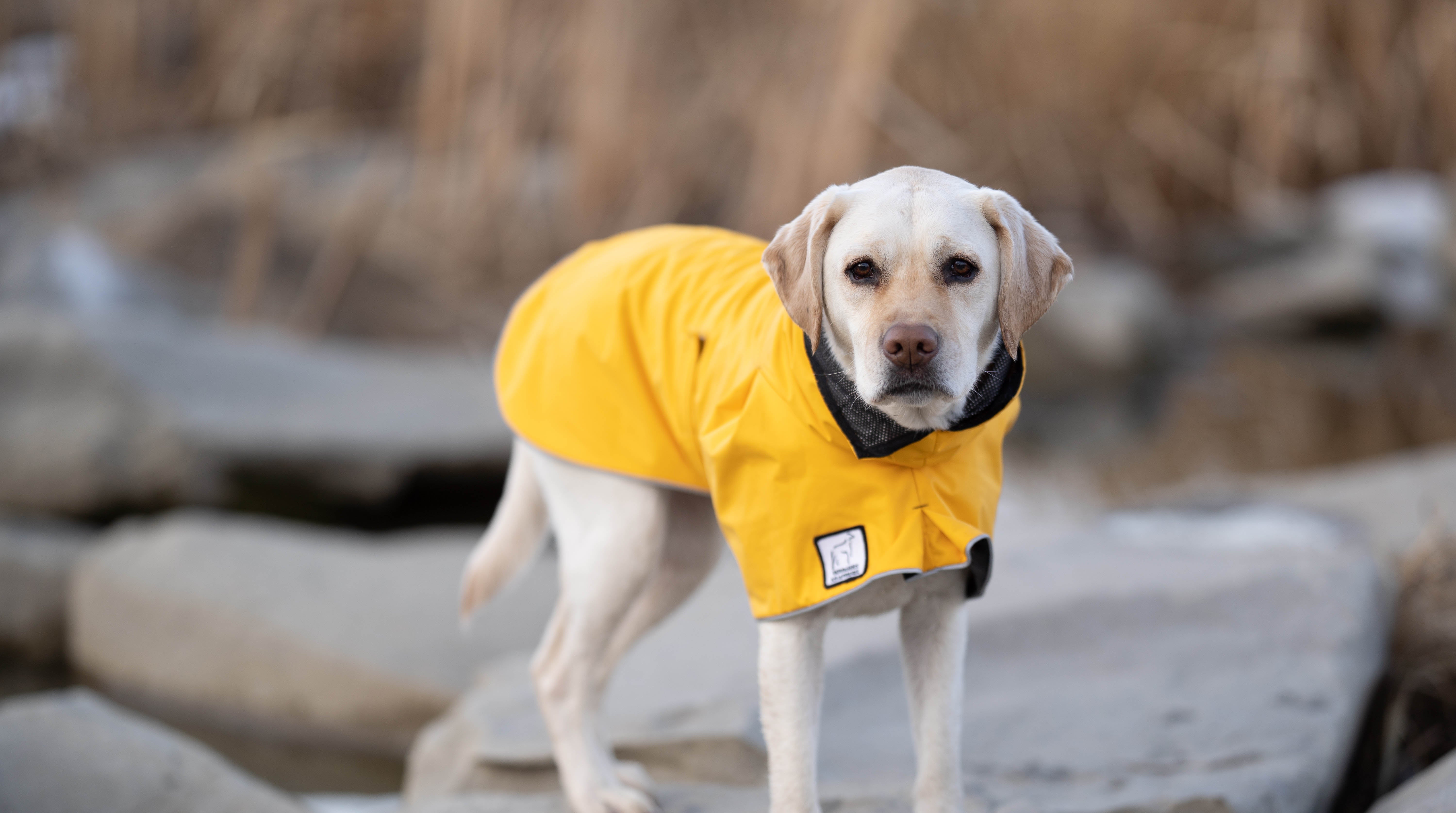 voyagers k9 apparel coupon code