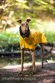 rain proof dog coats