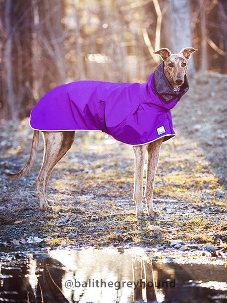 k9 apparel greyhound