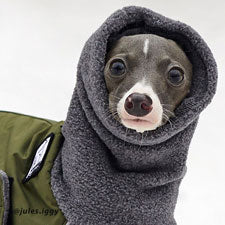 Voyagers K9 Apparel Italian Greyhound Winter Coat