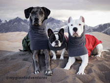 Voyagers K9 Apparel Custom Dog Winter Coats