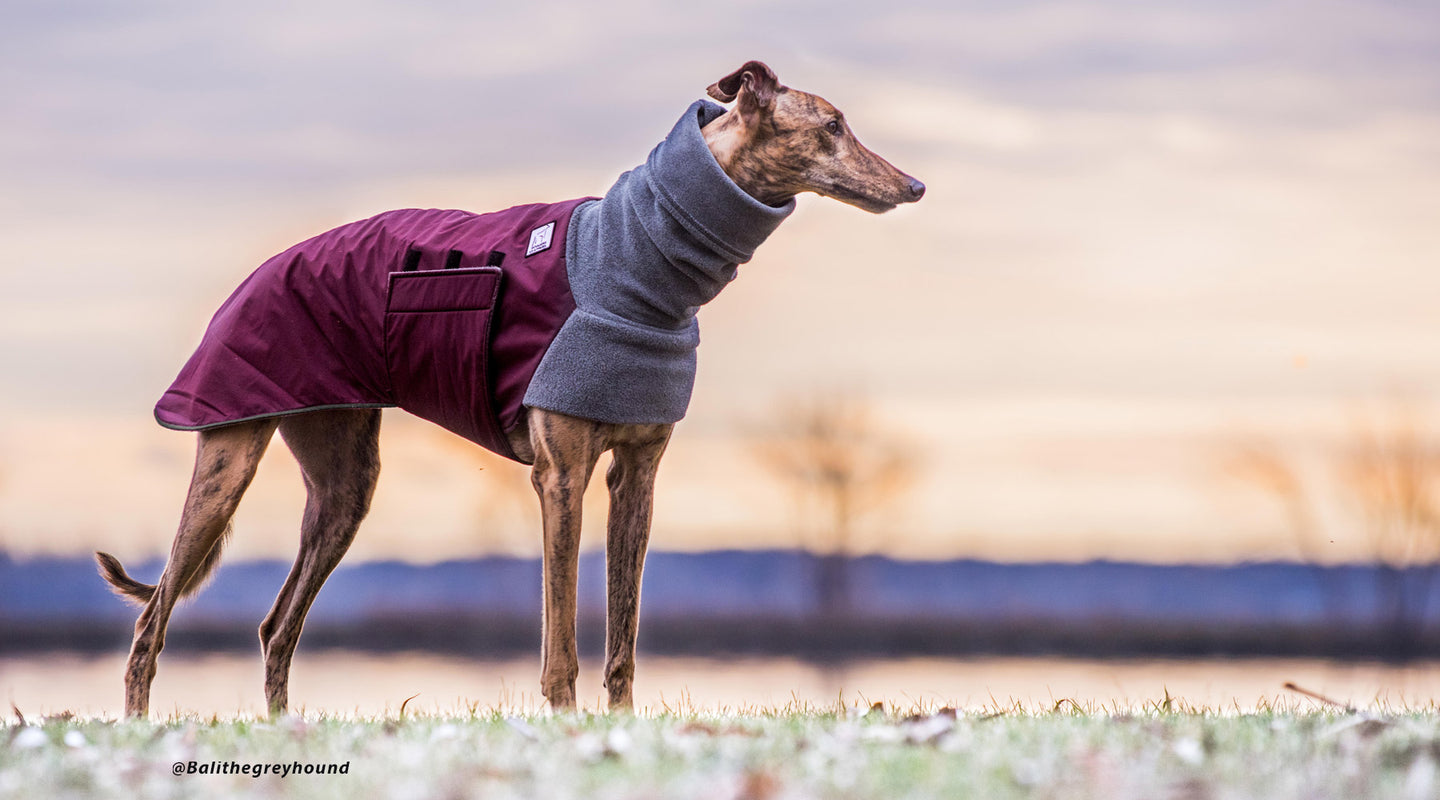 k9 apparel greyhound