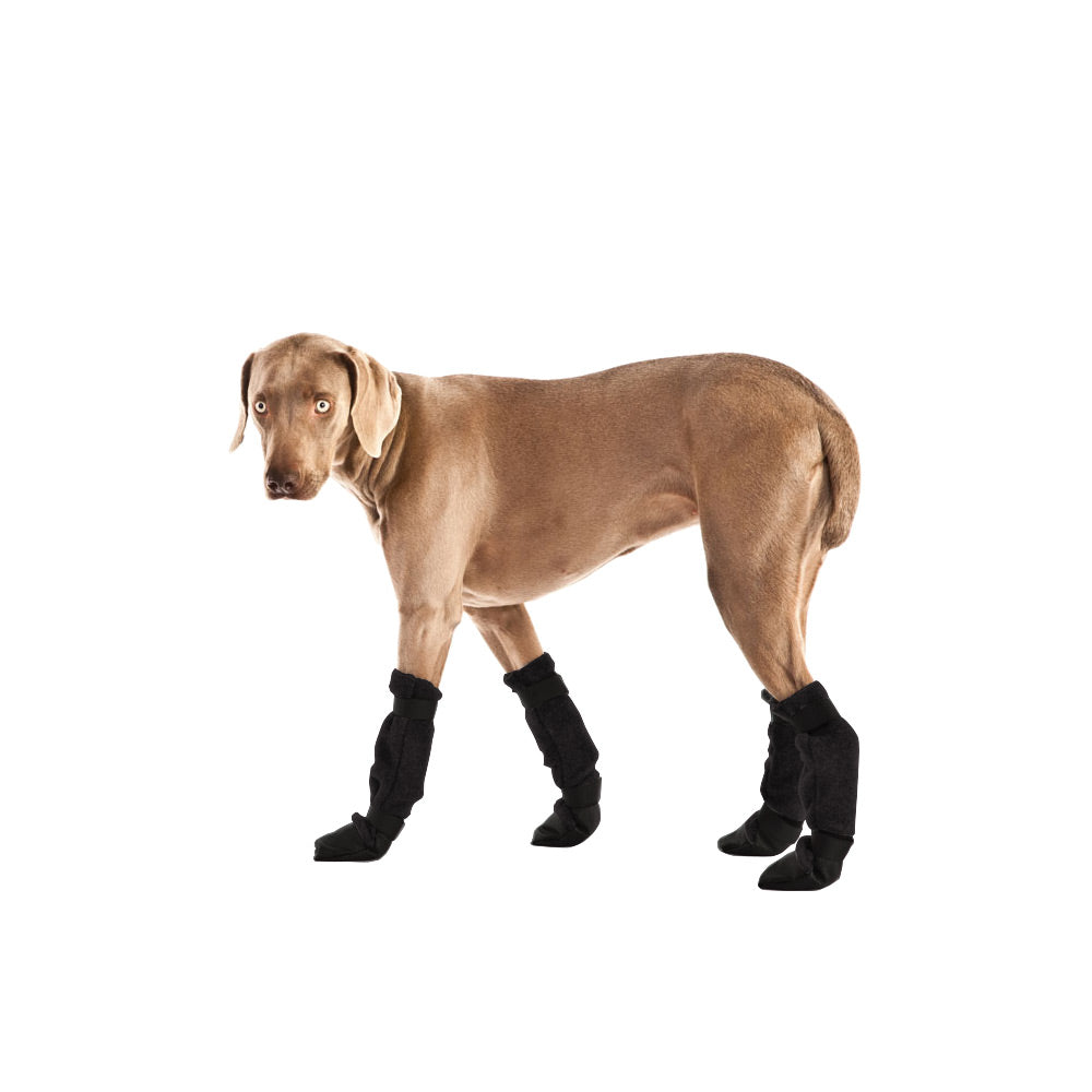 canine booties