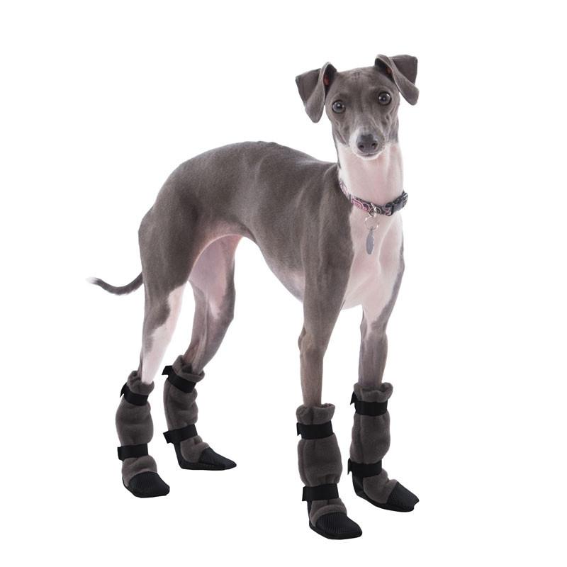 grey italian greyhound puppy