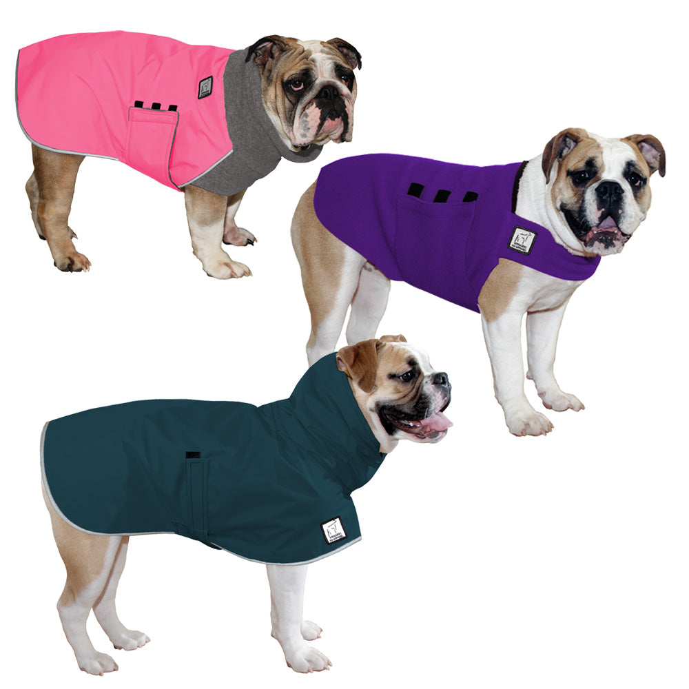 are english bulldogs velcro dogs