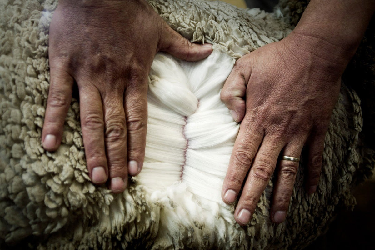 Merino Wool Sheep Close Up