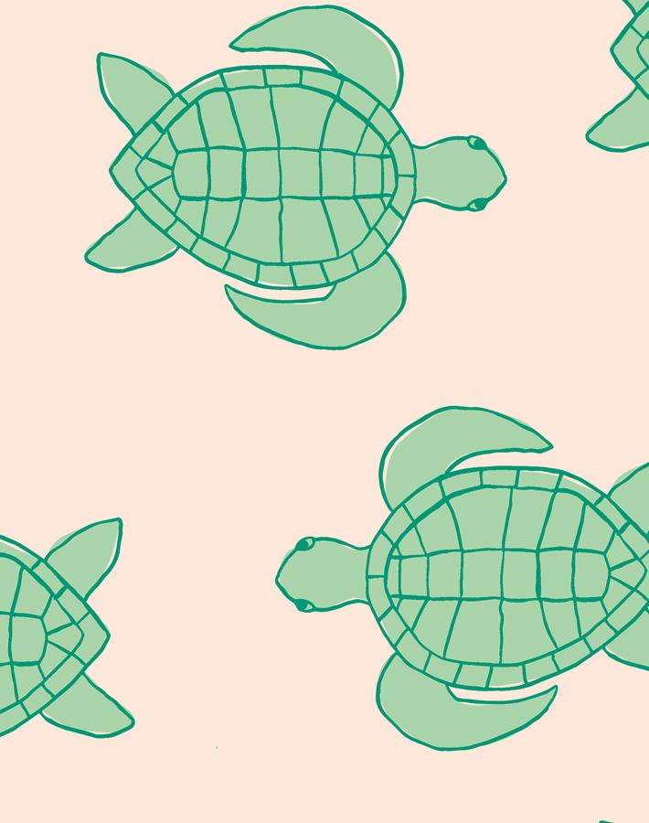 Cute Turtle Wallpapers  Top Free Cute Turtle Backgrounds  WallpaperAccess