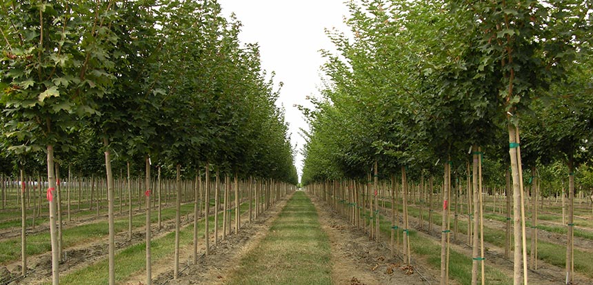 Beech Trees