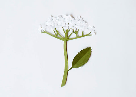 a paper cut illustration of elderflower for lunch lady magazine herbal tea guide