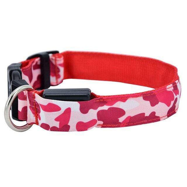 colliers lumineux pour chiens de camouflage