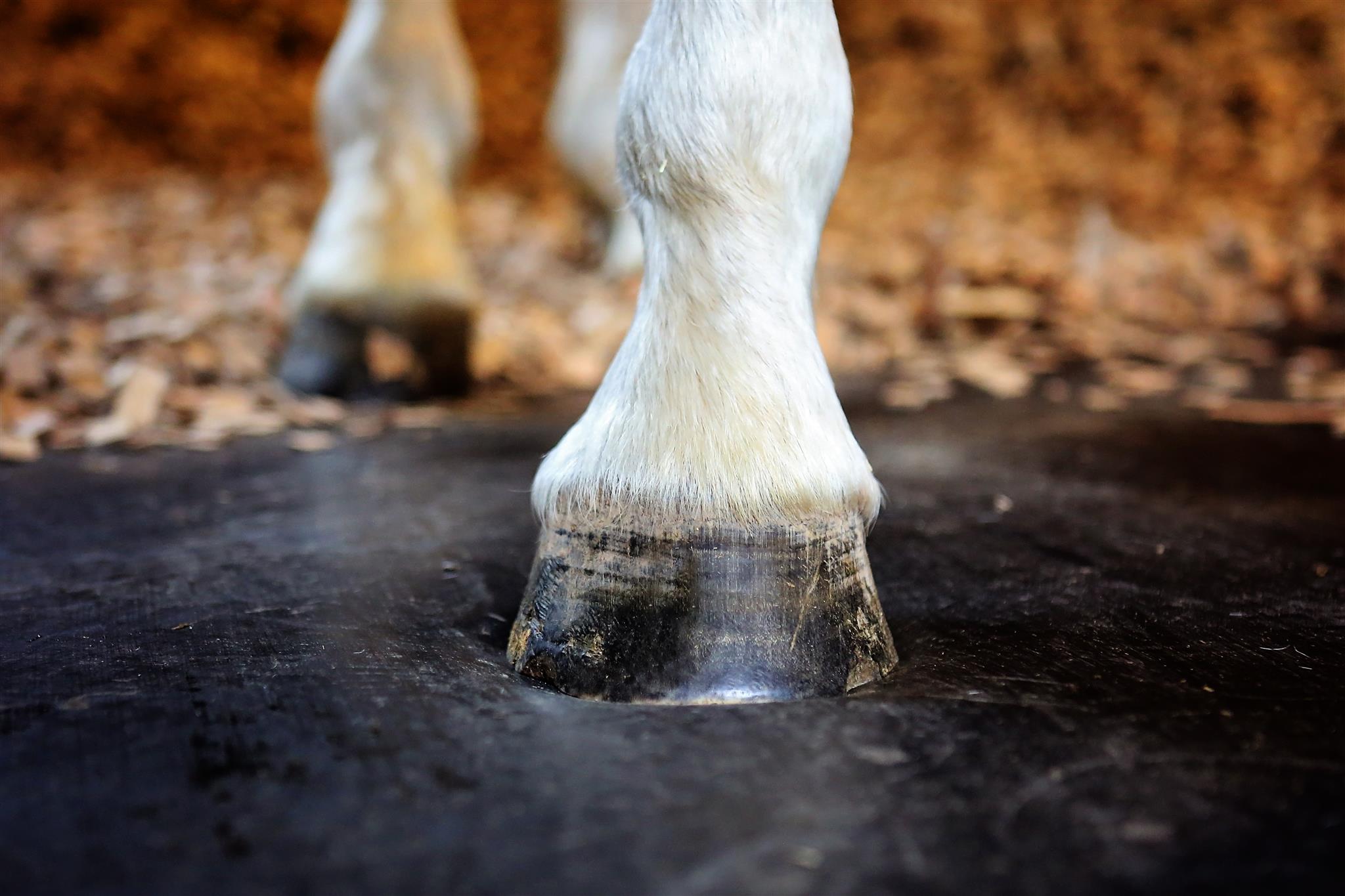 Stable Rubber Matting Haygain