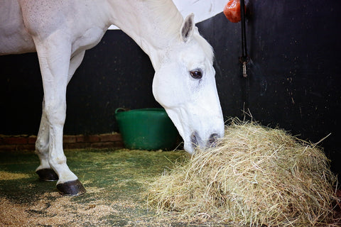 What is the Difference Between Hay, Straw and Premium Forage? - Oregon  Horse Council