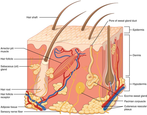 Skin Diagram - Layers