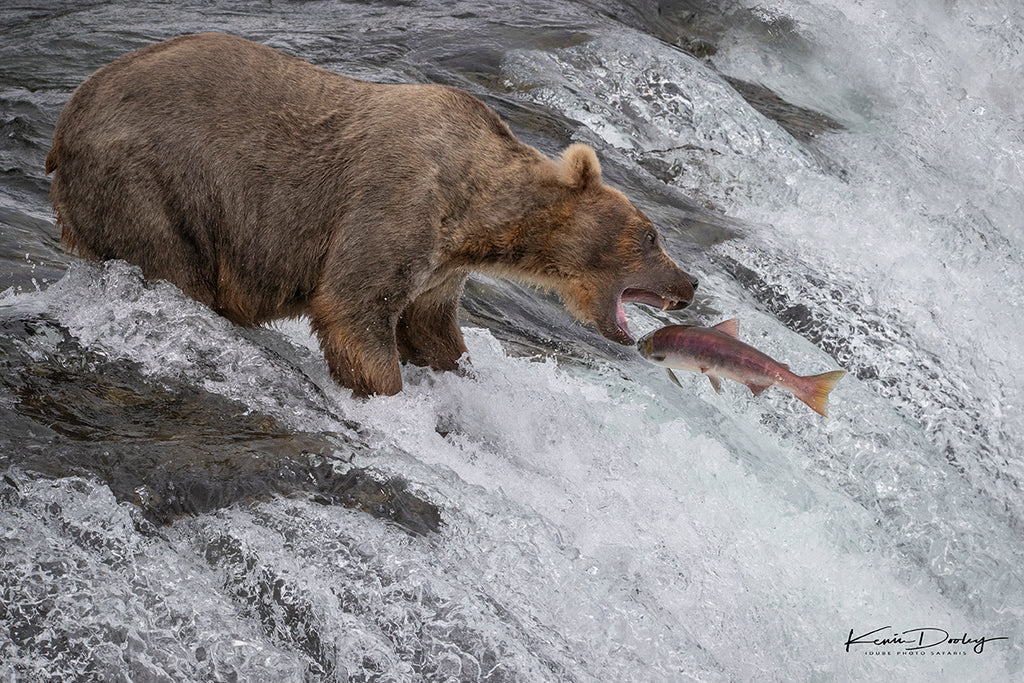 Kevin Dooley Bear Photography Workshop 2018