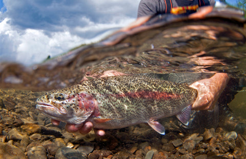 Antietam Reservoir fishing Adventure. So Many TROUT!! 