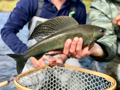 Grayling in Katmai National Park